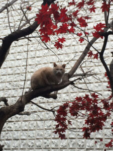 猫背の治し方２　全身の繋がり