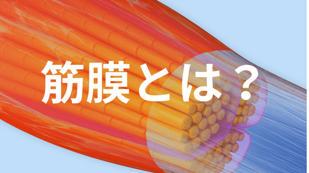 慢性的な肩こりや腰痛、自律神経の乱れの原因は“筋膜”かもしれません。筋膜の構造・役割・不調との関係をわかりやすく解説します。