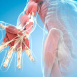 筋膜の機能　「ネットワーク機能」
