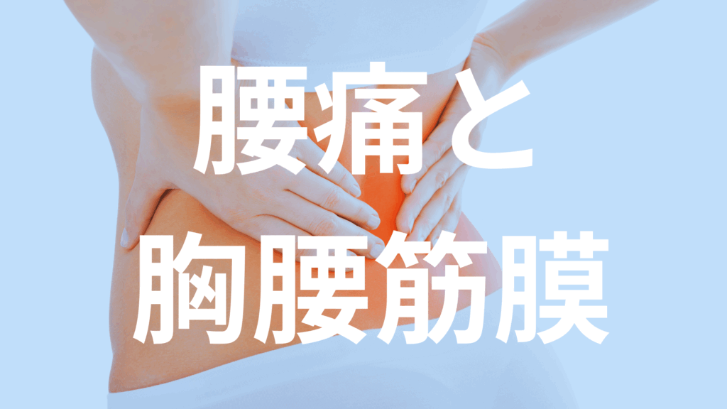 腰の奥に感じる重だるさ、その原因は筋肉ではなく「胸腰筋膜」かもしれません。マッサージで改善しない慢性的な腰痛に悩むあなたへ、そのメカニズムと根本的な改善アプローチをわかりやすく解説します。